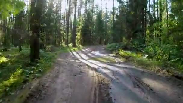 POV in bicicletta in una foresta estiva — Video Stock