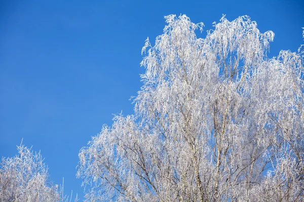 Geada em árvore de vidoeiro no inverno — Fotografia de Stock