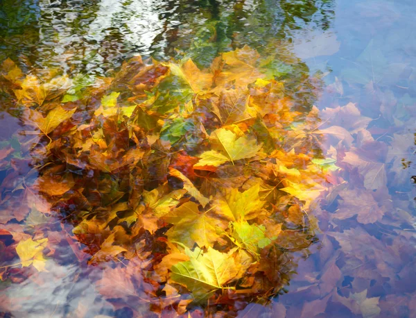 一个池塘里的秋叶 — 图库照片