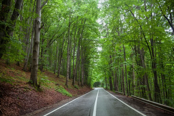 Shady forest road — Stock Photo, Image