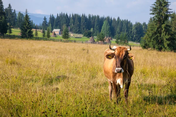 Vache brouteuse en Roumanie — Photo