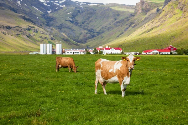 Islandský mléčné farmy — Stock fotografie