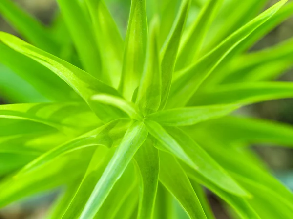 Yeşil yaprakları makro — Stok fotoğraf