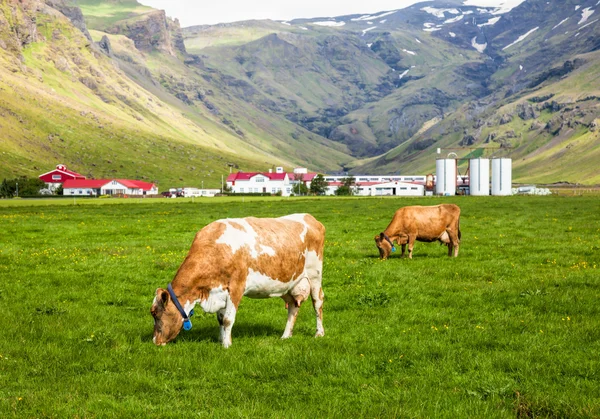 Finca lechera islandesa — Foto de Stock