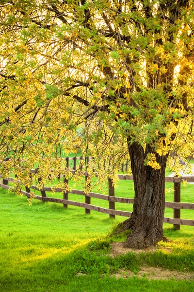 Flowering willow tree in a spring — Stock Photo, Image