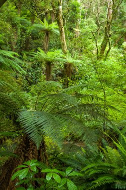 Yeni Zelanda'da bir yağmur ormanlarında Fern yaprak
