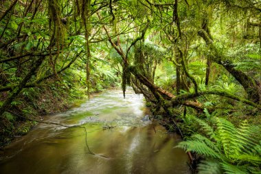 Yeni Zelanda'da bir yağmur ormanlarında Fern yaprak
