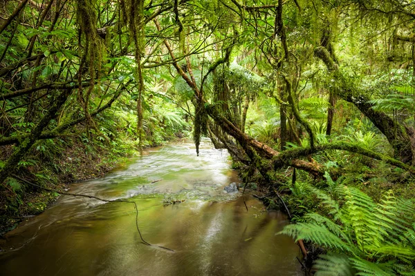 Foglia di felce in una foresta pluviale in Nuova Zelanda — Foto Stock