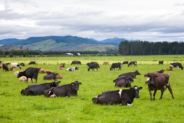 Cows grazing at a pasture — Stock Photo, Image