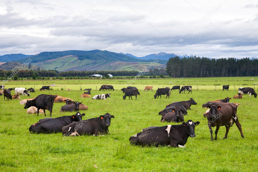 Cows grazing at a pasture