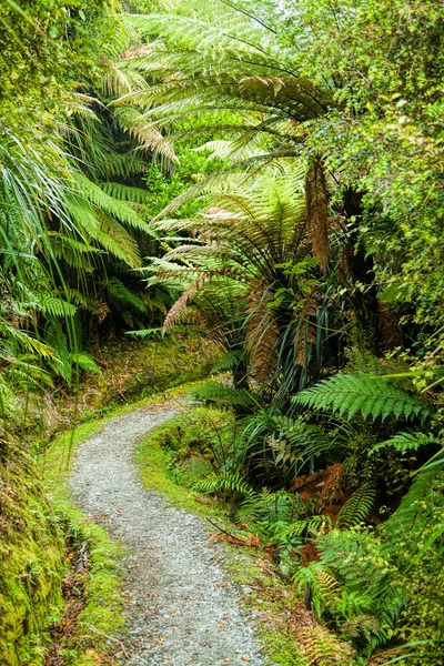 Passeggiata nella foresta pluviale in Nuova Zelanda — Foto Stock