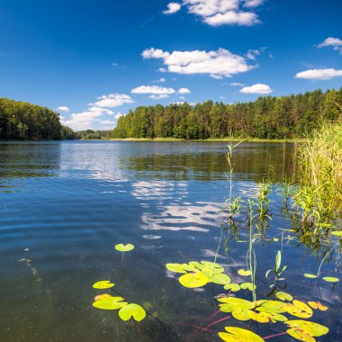 yaz günü uzak Orman Gölü
