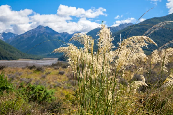 Νέα Ζηλανδία καλοκαιρινό τοπίο με Toetoe χόρτο και τα βουνά του — Φωτογραφία Αρχείου