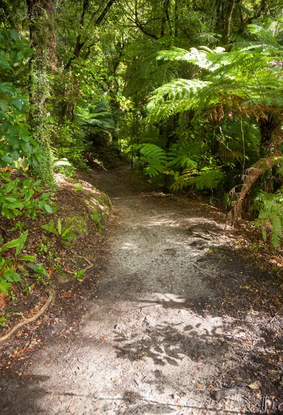 Paseo por la selva tropical en Queen Charlotte Track en Marlborough Sounds —  Fotos de Stock