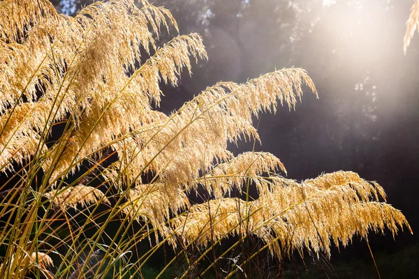 New Zealand native Toetoe grass close-up — Stock Photo, Image