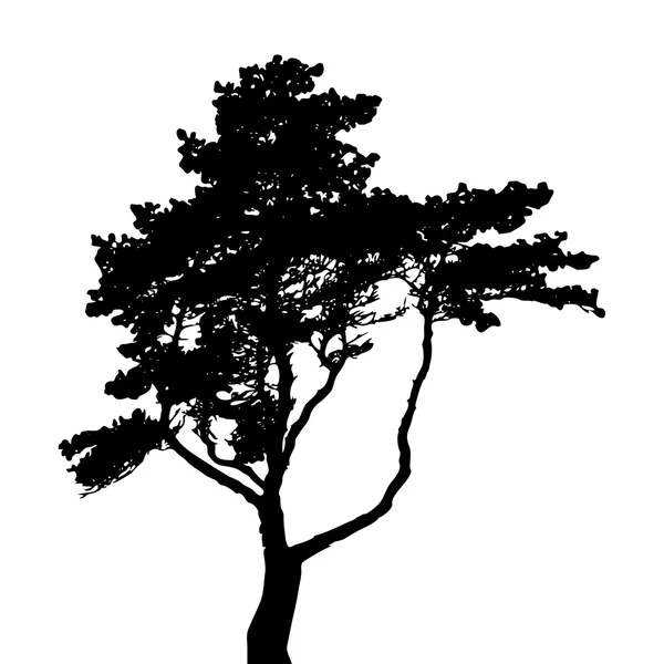 Silhouette d'arbre isolée sur fond blanc. Vecteur III — Image vectorielle