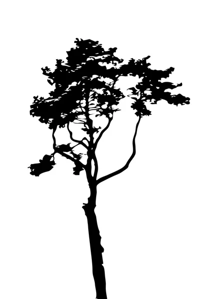 Silueta de Árbol Aislada en Backgorund Blanco. Vecrtor III — Vector de stock