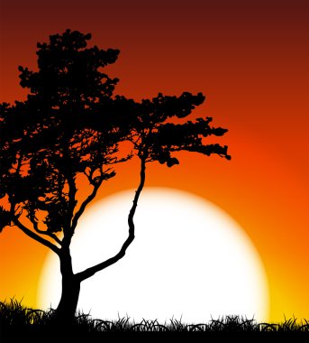 Ağaç günbatımı arka plan üzerinde silüeti. Vektör çizim