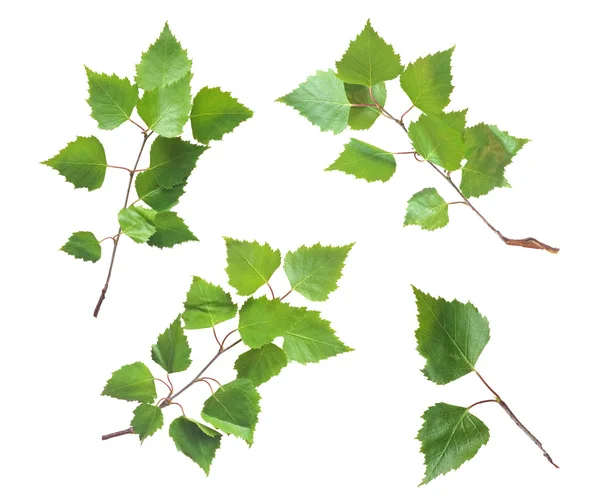 Feuilles de bouleau isolées sur blanc — Photo