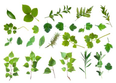 Taze yeşil doğal izole ayarla Laves