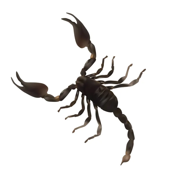 Large Scorpion Realistic Vector Illustration — Stock Vector