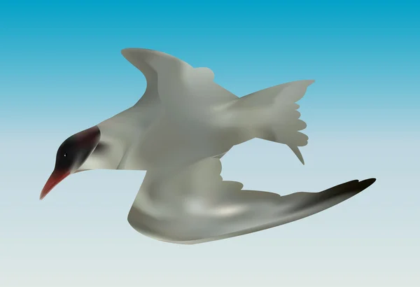 Racek Mořský pták. Izolované na bílém pozadí. Vektorové Illustrati — Stockový vektor