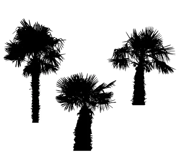 Geïsoleerde silhouet van palmbomen op witte achtergrond. Vector Il — Stockvector