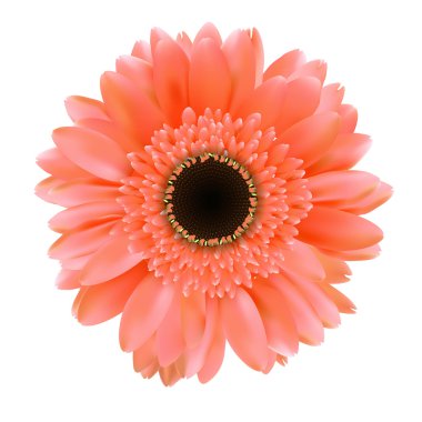 Gerbera çiçek üzerinde beyaz arka plan vektör illüstrasyon izole