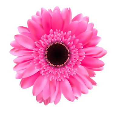 Gerbera çiçek üzerinde beyaz arka plan vektör illüstrasyon izole
