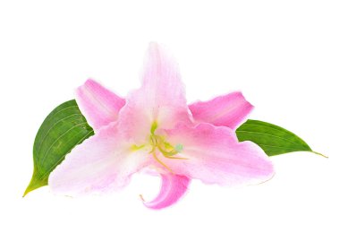 Pembe zambak beyaz arka planda izole edilmiş