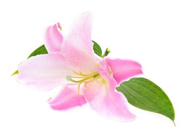 Pembe zambak beyaz arka planda izole edilmiş