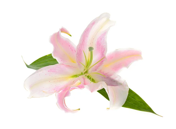 Pink Lily Isolated on White Background — Stock Photo, Image