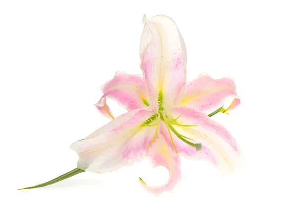 Pink Lily Isolated on White Background — Stock Photo, Image