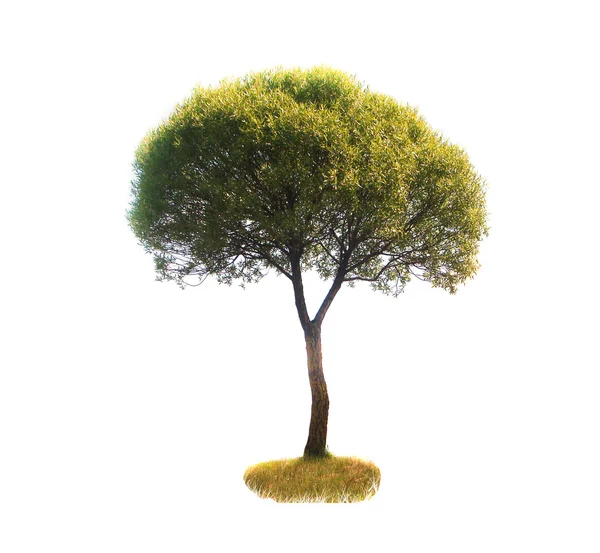 Beyaz arkaplanda izole edilmiş yeşil ağaç — Stok fotoğraf