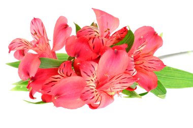 renkli çiçek buketi