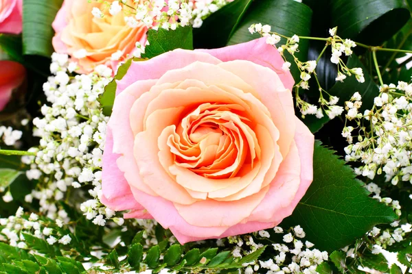 Schöne rosa Rosen — Stockfoto