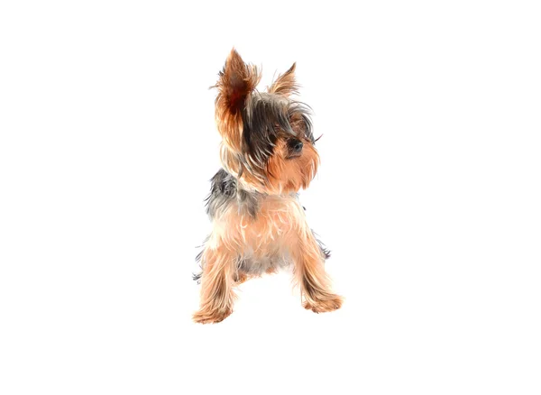 Pes yorkshirský teriér. Izolované na bílém pozadí. — Stock fotografie