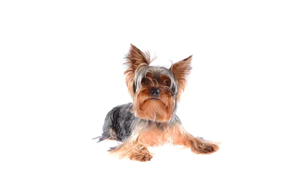 Dog Yorkshire Terrier. Isolado em fundo branco . — Fotografia de Stock