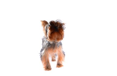 Köpek Yorkshire korkunç. Beyaz arka plan üzerinde izole.