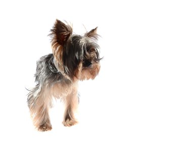 Köpek Yorkshire korkunç. Beyaz arka plan üzerinde izole.