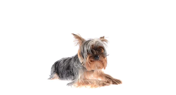 Собака йоркширських тер'єрів. Ізольовані на білому тлі. — стокове фото