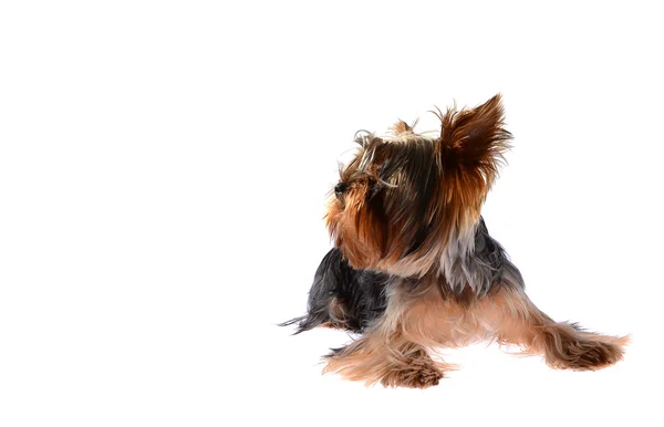 Dog Yorkshire Terrier. Isolado em fundo branco . — Fotografia de Stock