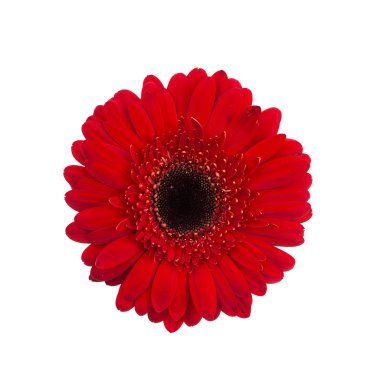 Gerbera çiçeği beyaz arkaplanda izole edilmiş
