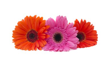Gerbera çiçeği beyaz arkaplanda izole edilmiş