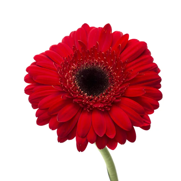 Gerbera Flower Isolated on White Background — Stock Photo, Image