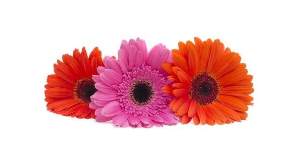 Gerbera Flower Isolated on White Background — Stock Photo, Image