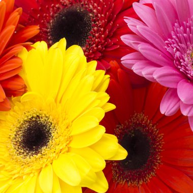 Gerbera çiçeği beyaz arkaplanda izole edilmiş