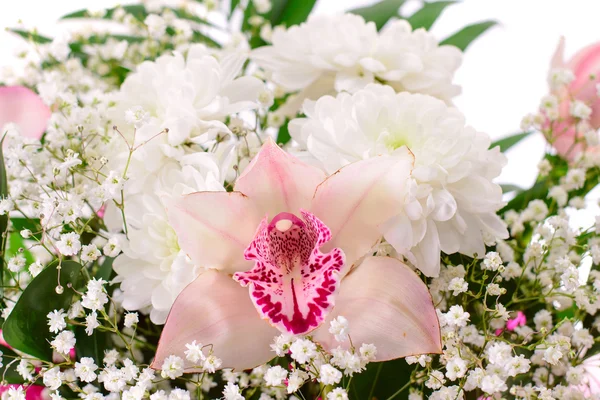 Розовая лилия изолированы на белом фоне — стоковое фото