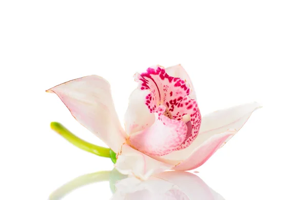 Pink Lily Isolated on White Background — Stock Photo, Image