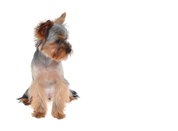 Filhote de cachorro retrato yorkshire terrier — Fotografia de Stock